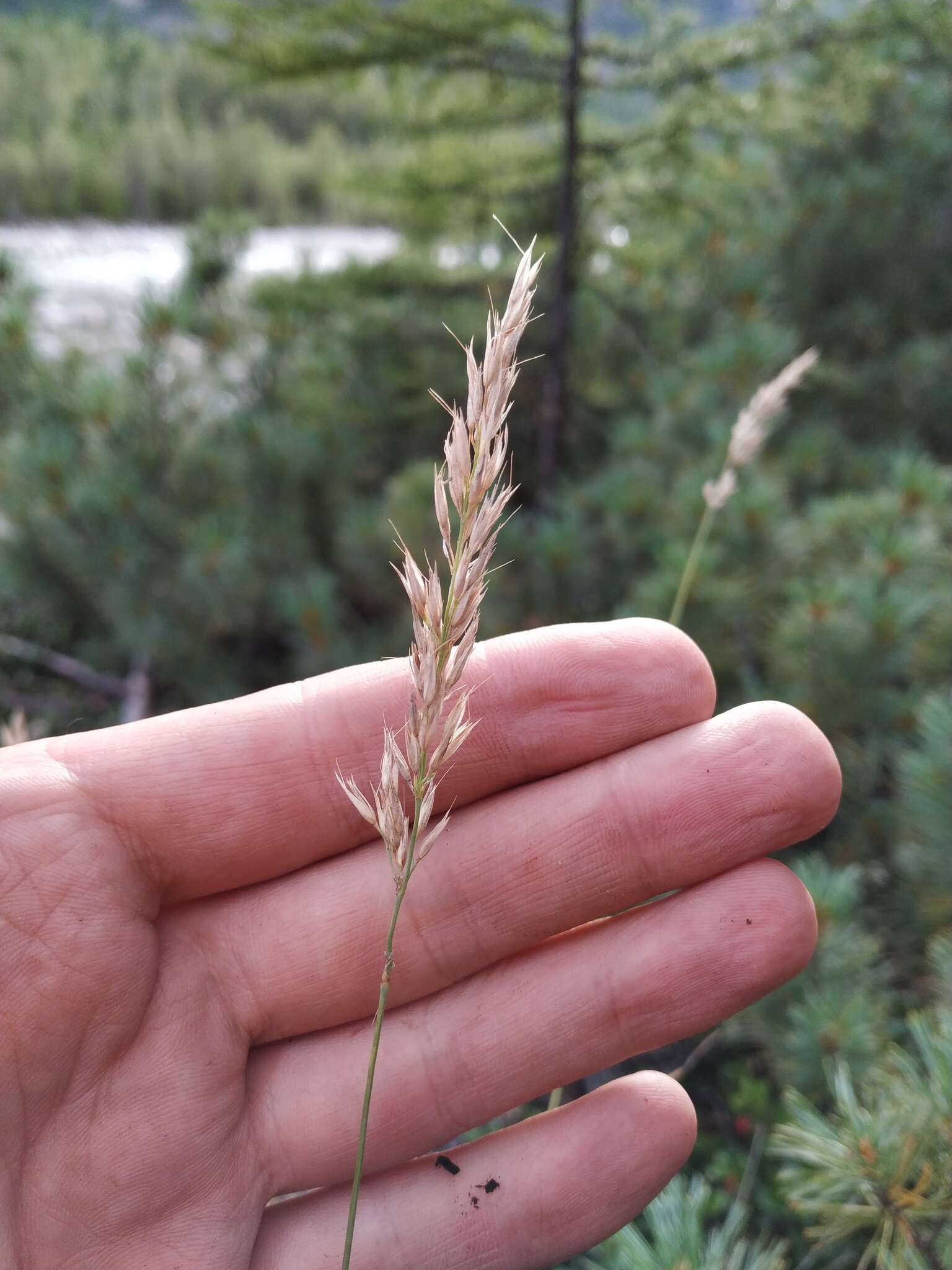 Sivun Calamagrostis korotkyi Litv. kuva