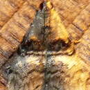 Image of Sycamore Webworm Moth