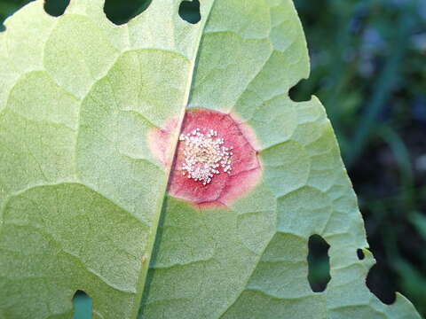 Image of Puccinia phragmitis (Schumach.) Tul. 1854