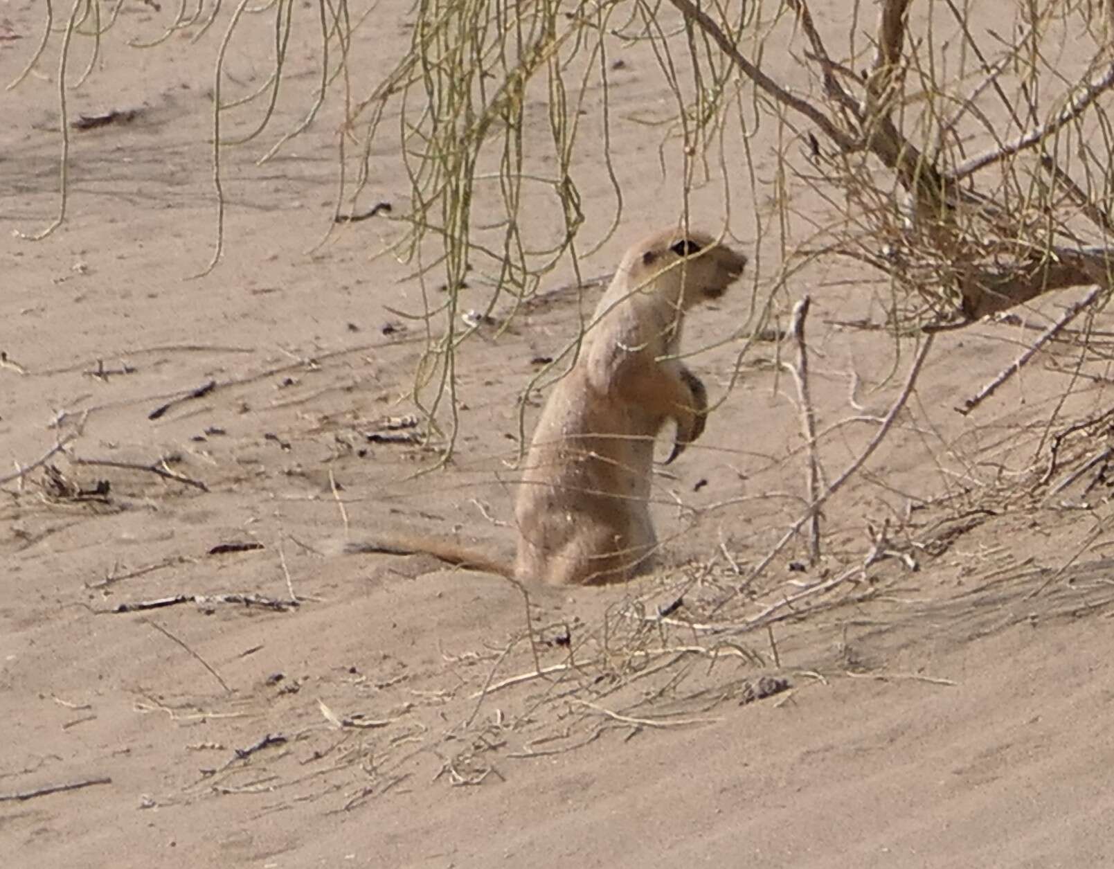 Image of long-clawed ground squirrel