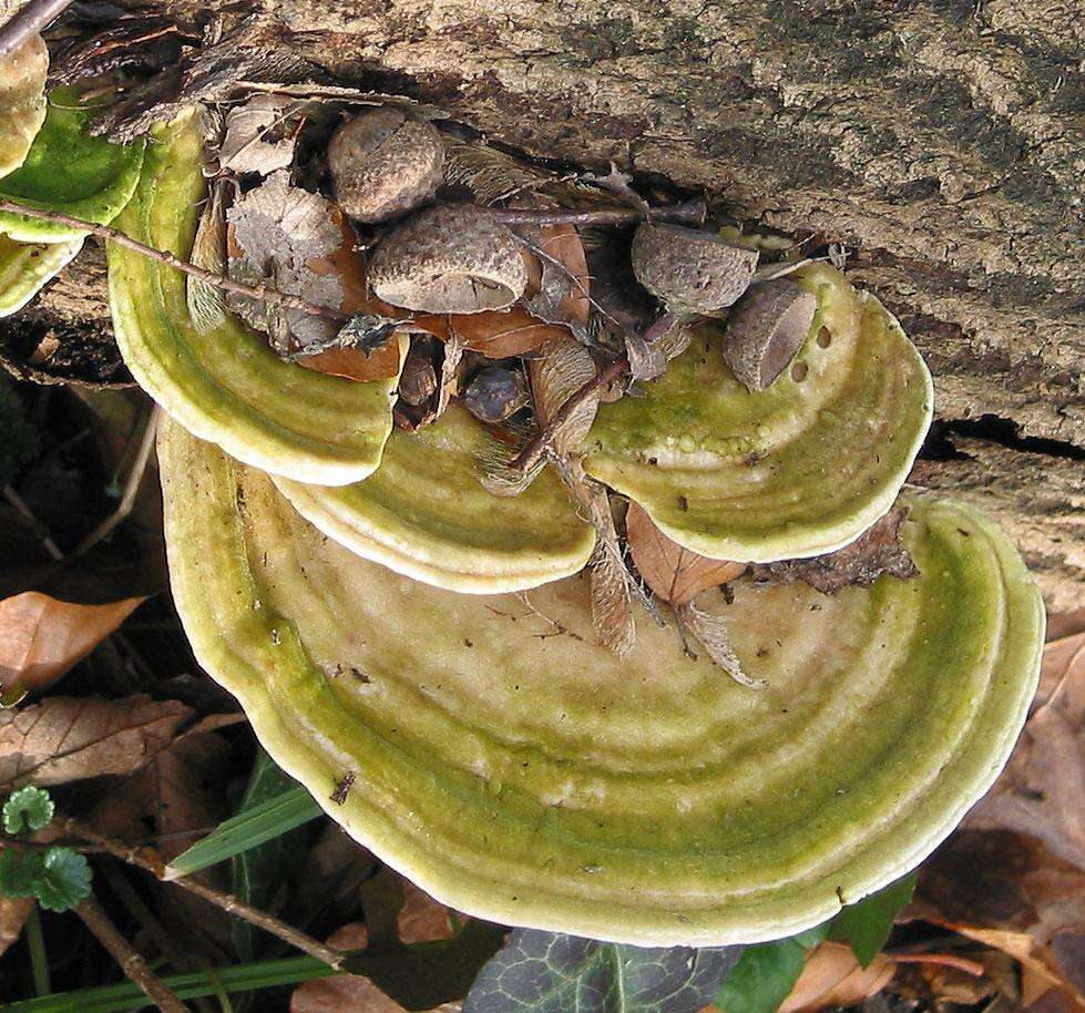 Image of Trametes gibbosa (Pers.) Fr. 1838