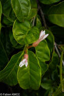 Image of Mascarenhasia lisianthiflora A. DC.