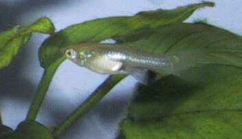 Image of Endler's Livebearer