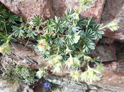 Imagem de Potentilla nivalis Lapeyr.