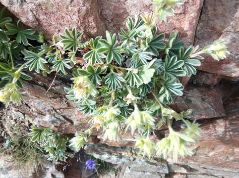 Image of Potentilla nivalis Lapeyr.