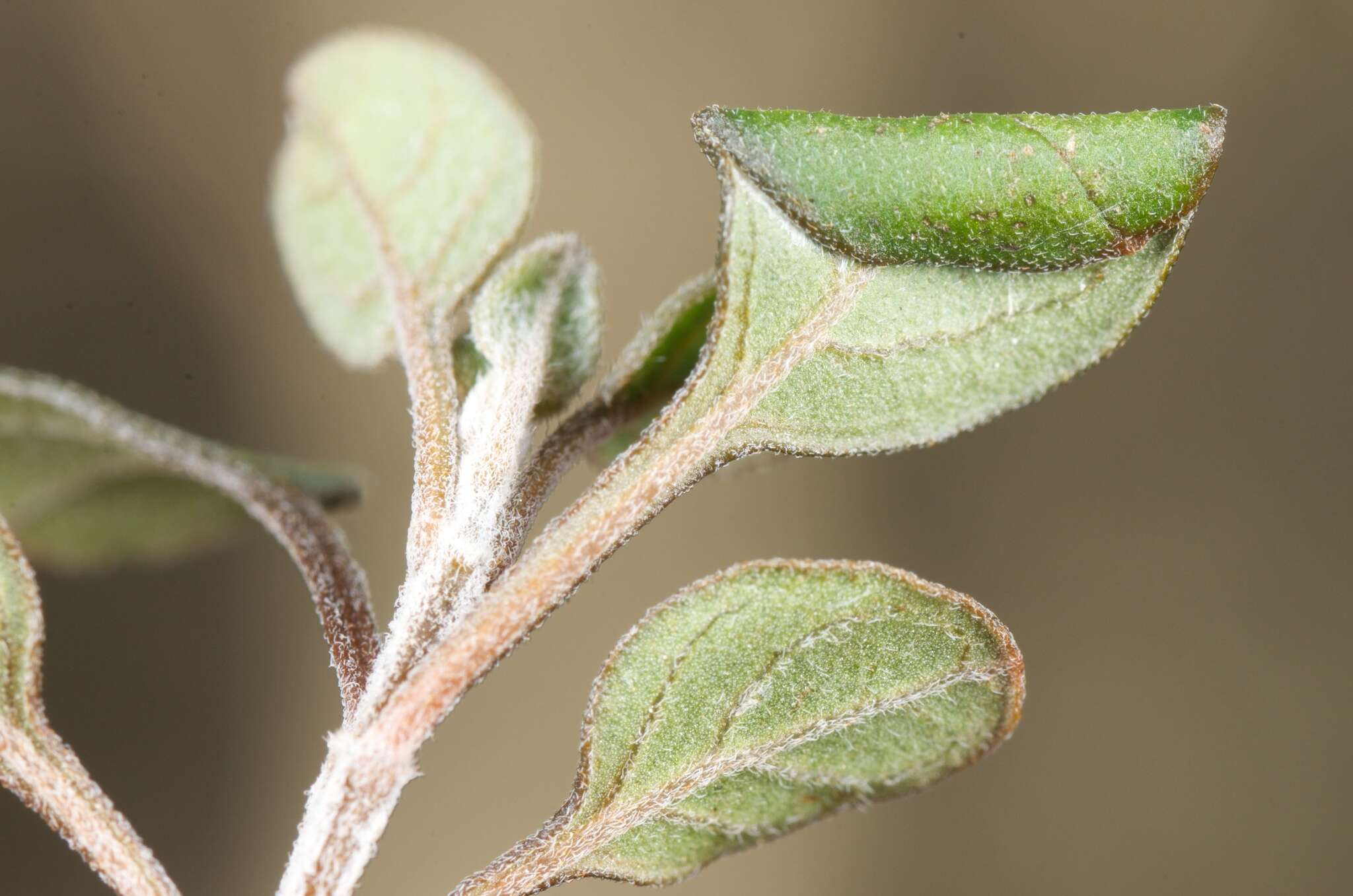 Image of <i>Sabulopteryx botanica</i>