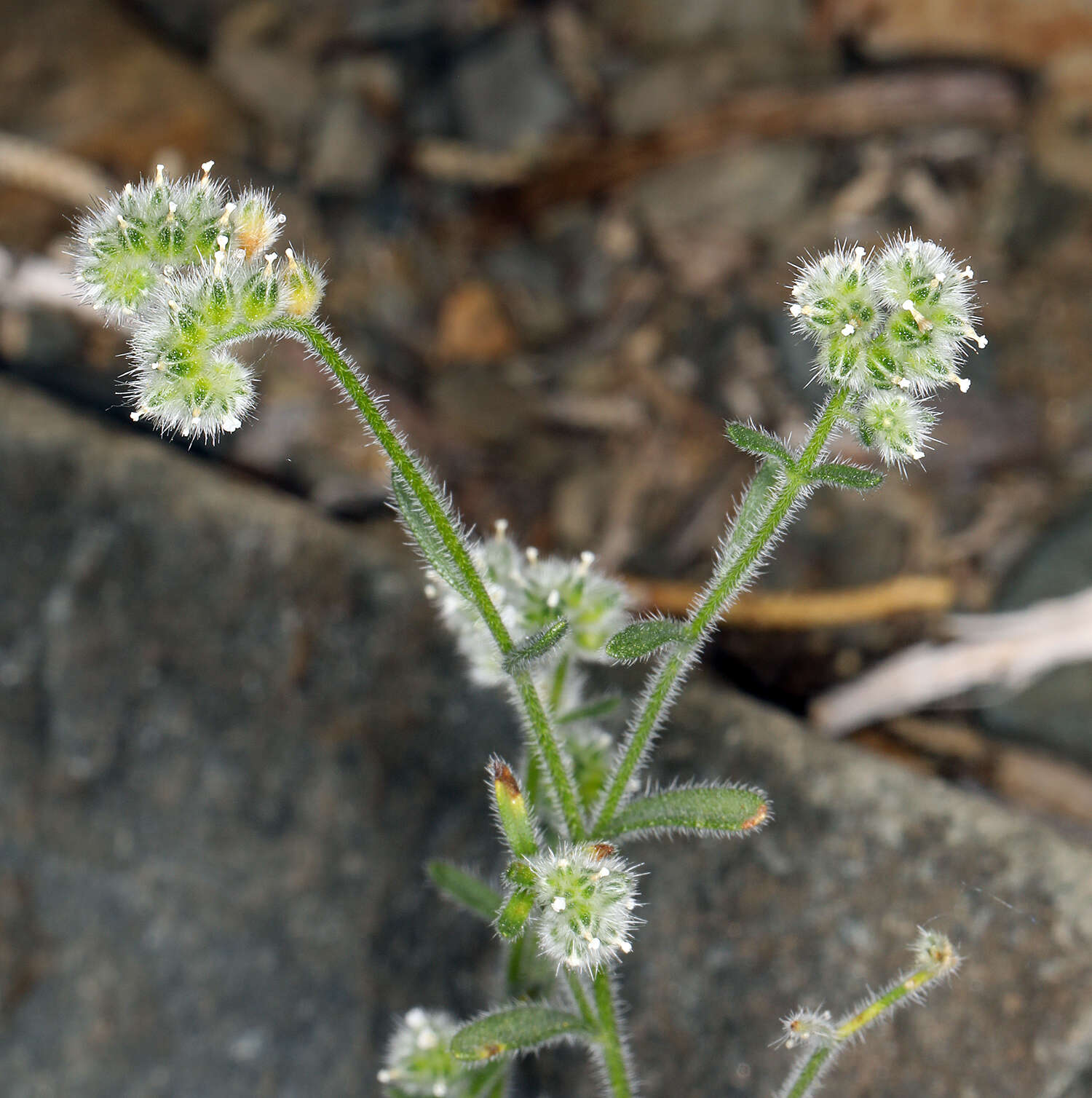 صورة Cryptantha gracilis Osterh.