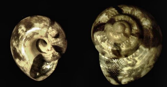 Image of <i>Ethminolia vitiliginea</i> (Menke 1843)