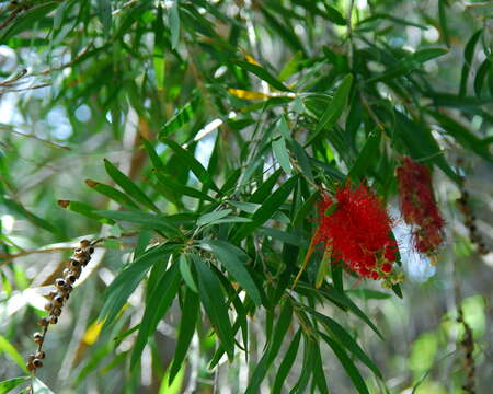 صورة Callistemon viminalis (Sol. ex Gaertn.) G. Don