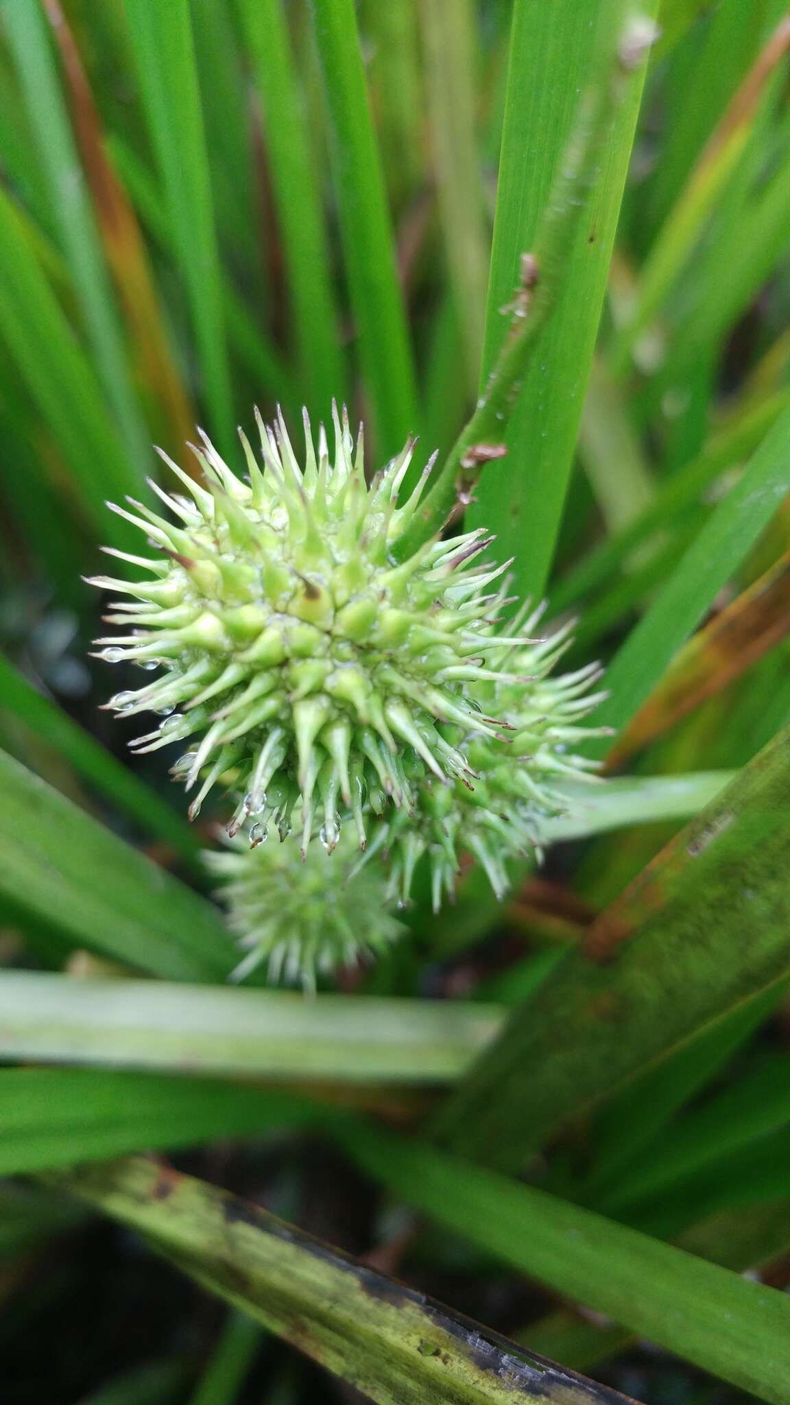 Image de Sparganium americanum Nutt.