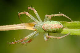 Imagem de Cyrtophora parangexanthematica Barrion & Litsinger 1995