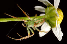 Imagem de Cyrtophora parangexanthematica Barrion & Litsinger 1995