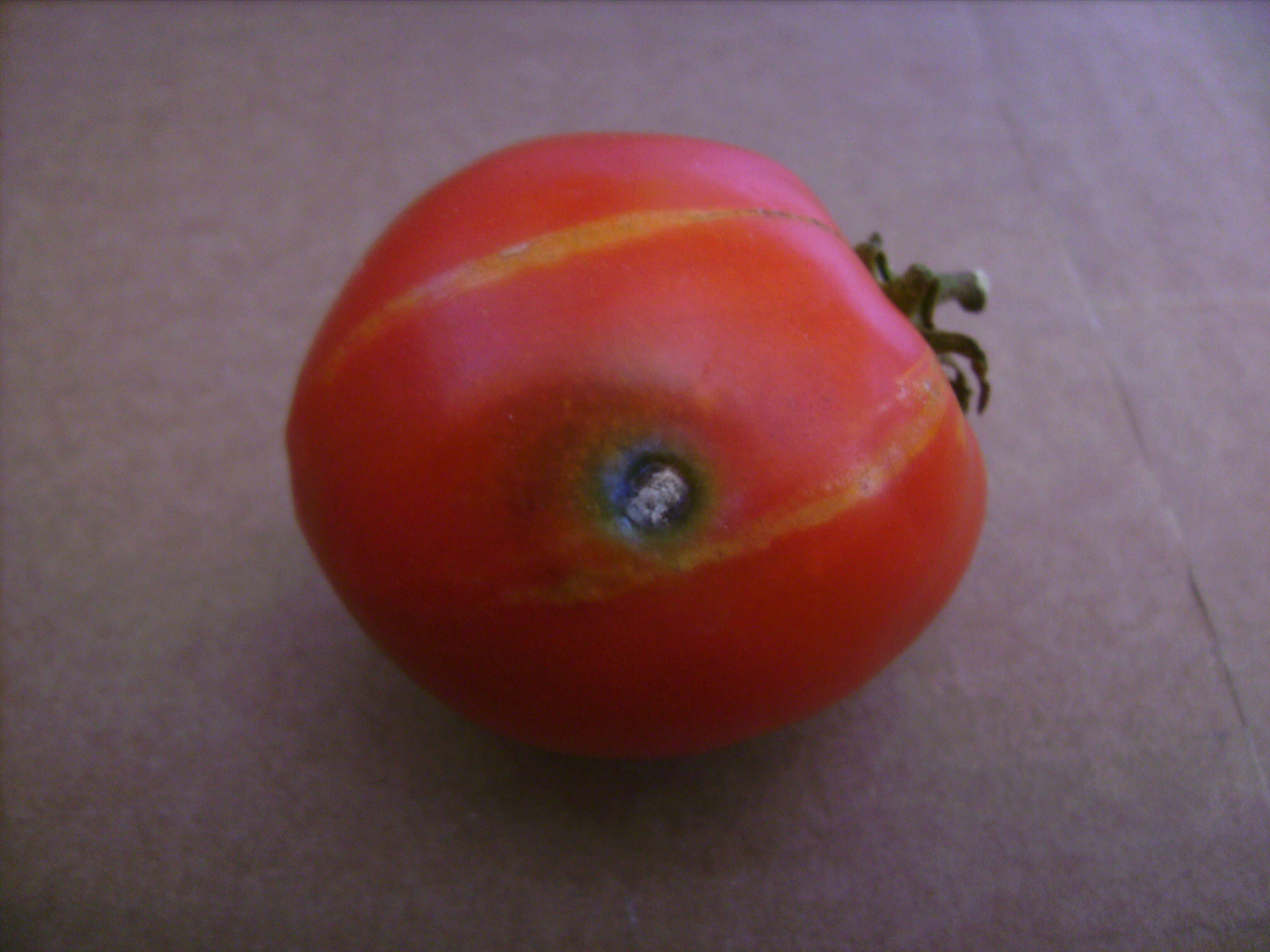 Image of tomato