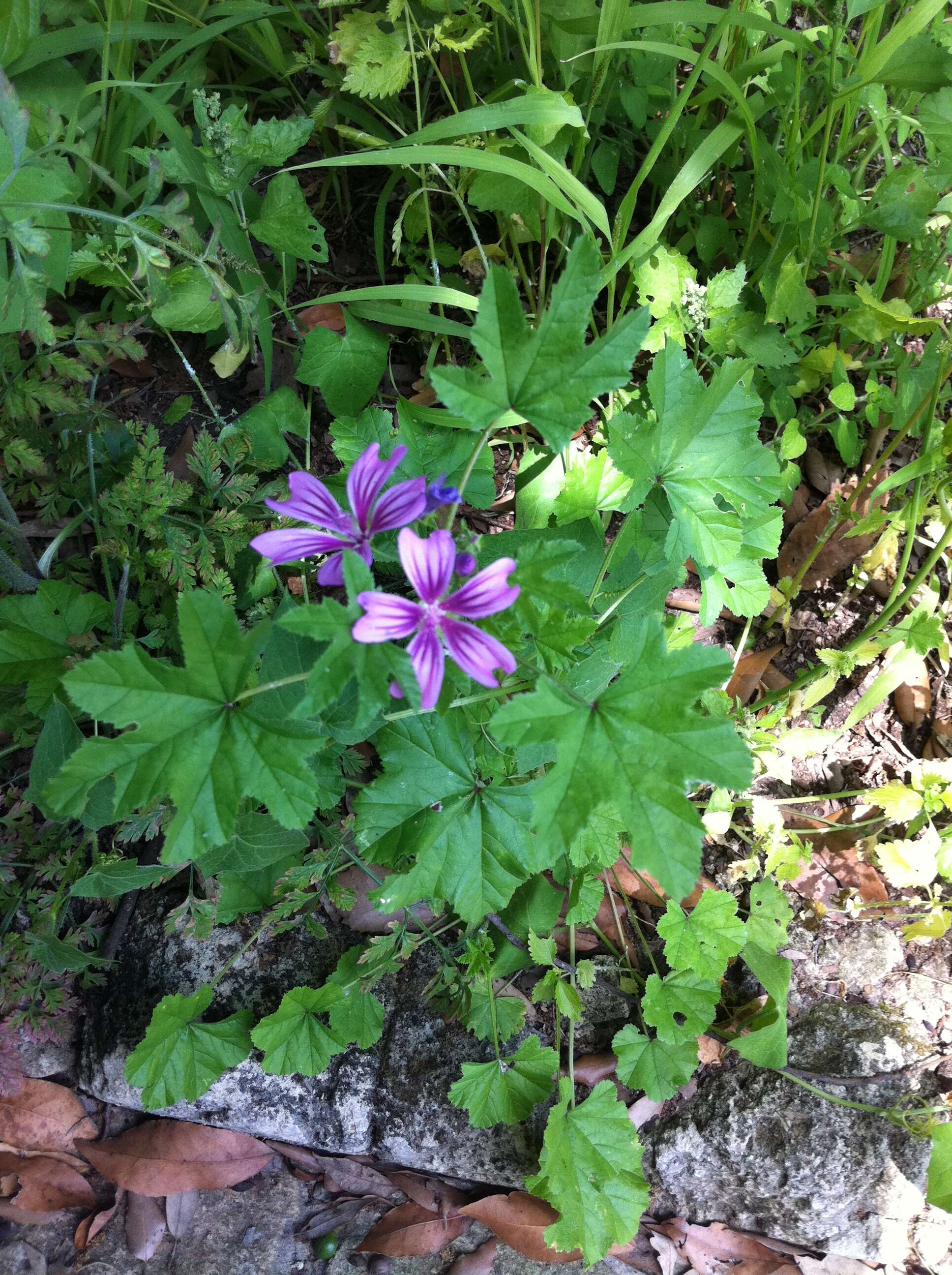 Image of high mallow