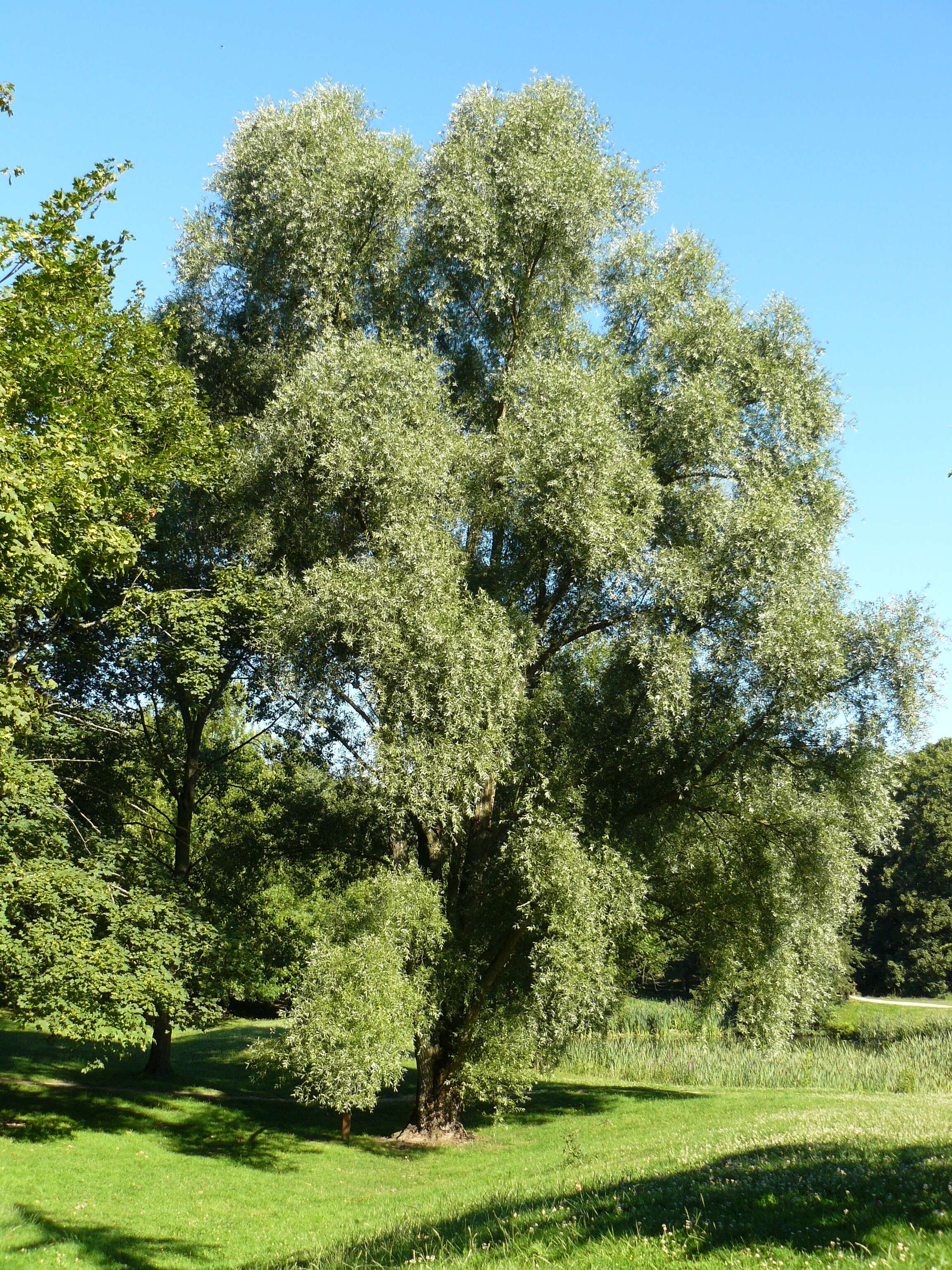 Image of White Willow