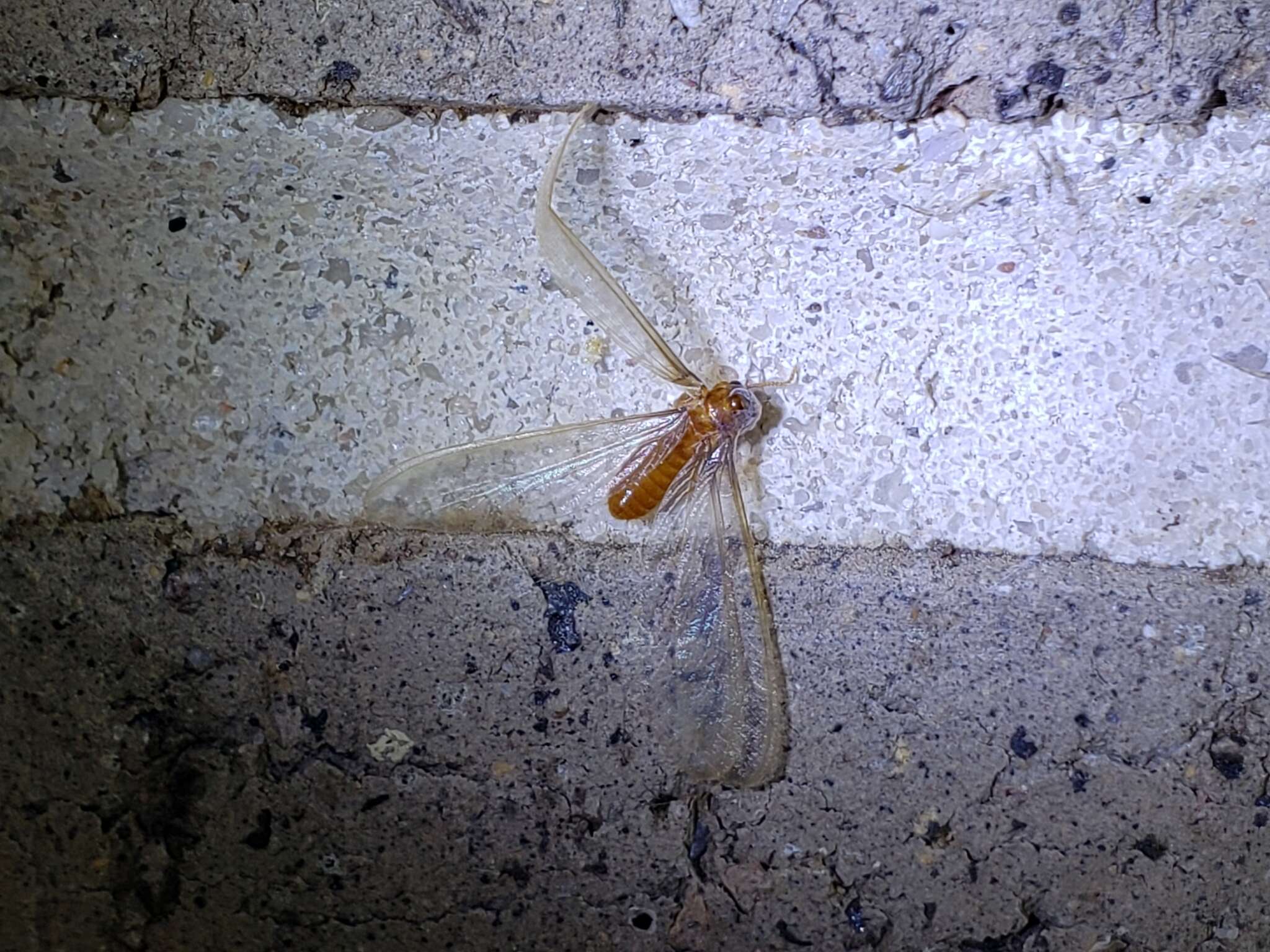 Image of Formosan subterranean termite