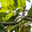 Image of Tui Parakeet