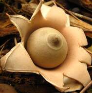 Image of Geastrum saccatum