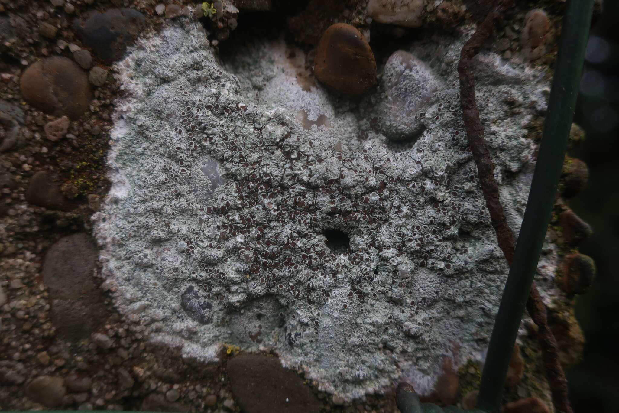 Image of rim lichen