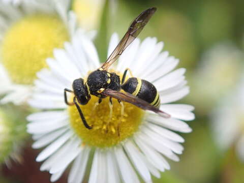 Image of Ancistrocerus catskill (de Saussure 1853)