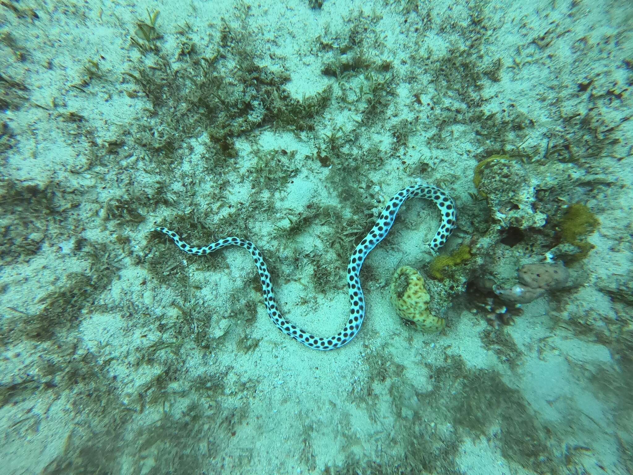 Image of Spotted snake eel