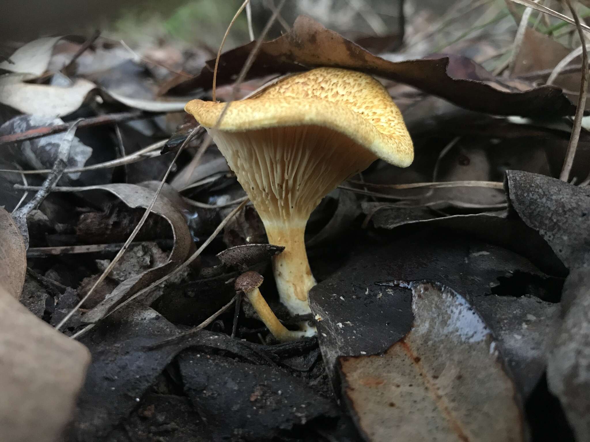 Image of Austropaxillus mcnabbii (Singer, J. García & L. D. Gómez) Jarosch 2001