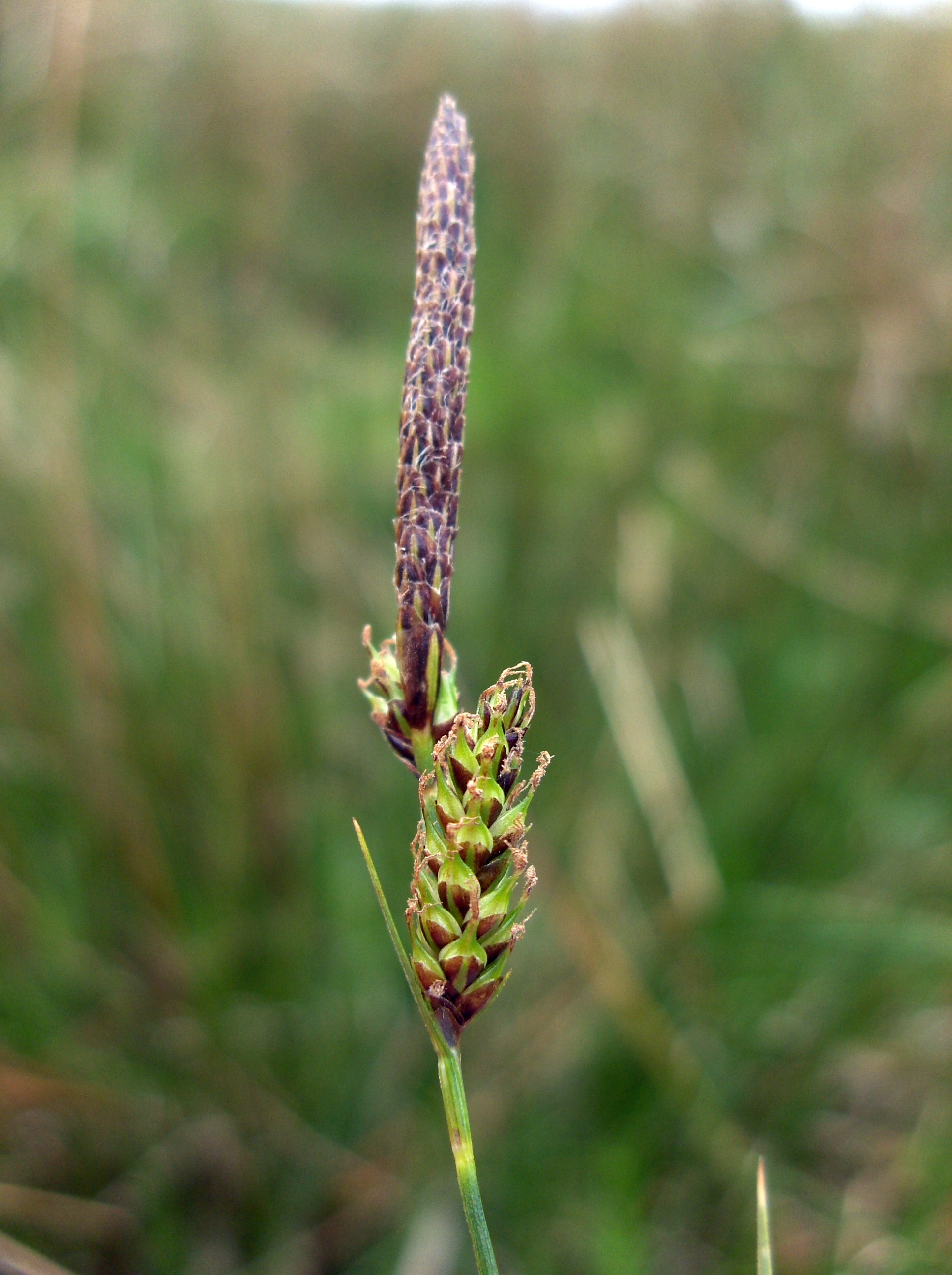Carex binervis (rights holder: Stemonitis)
