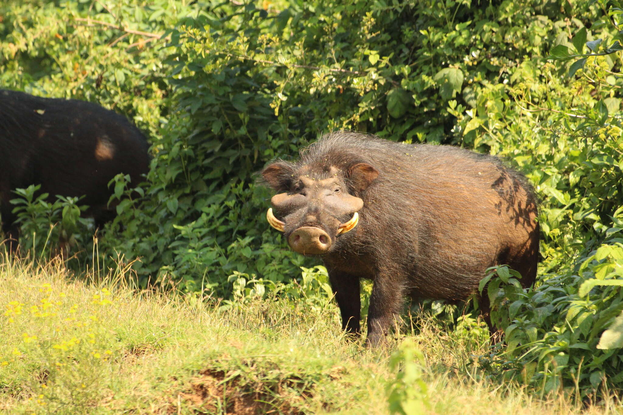 Image of Giant Forest Hogs