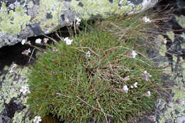 Imagem de Gypsophila uralensis Less.