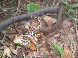 Image of tiger keelback