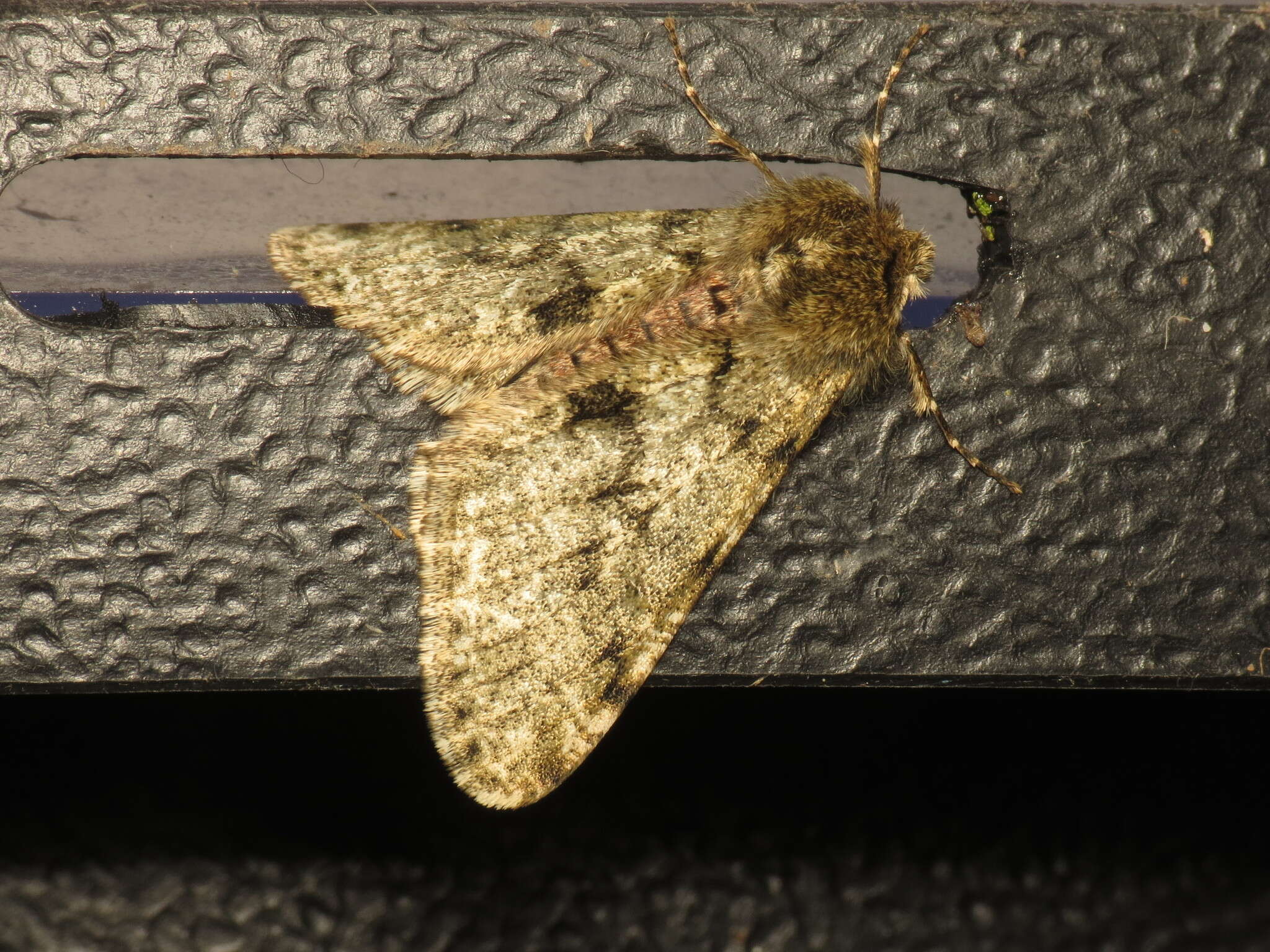 Image of pale brindled beauty