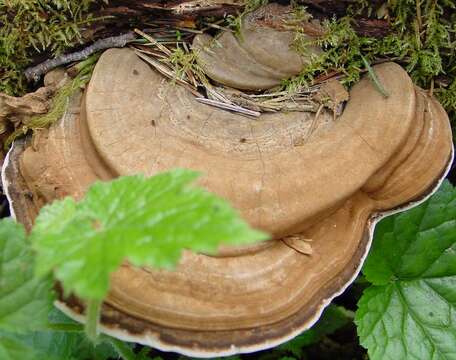 Ganoderma applanatum的圖片