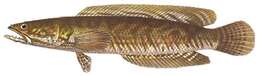 Image of Asian Snakehead