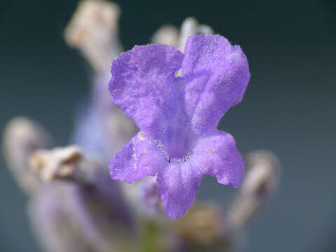 Слика од Lavandula angustifolia Mill.