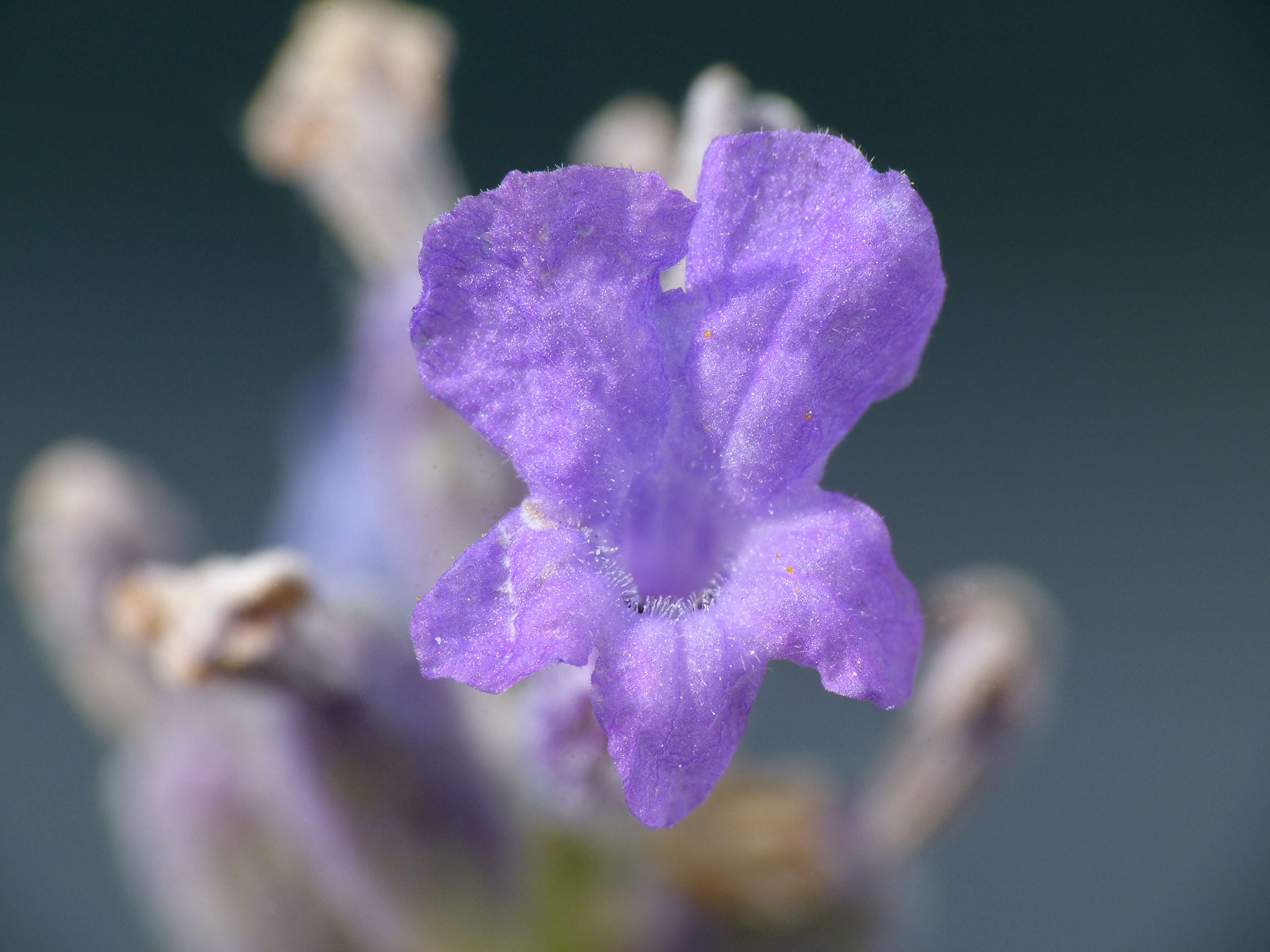 Image of English Lavendar