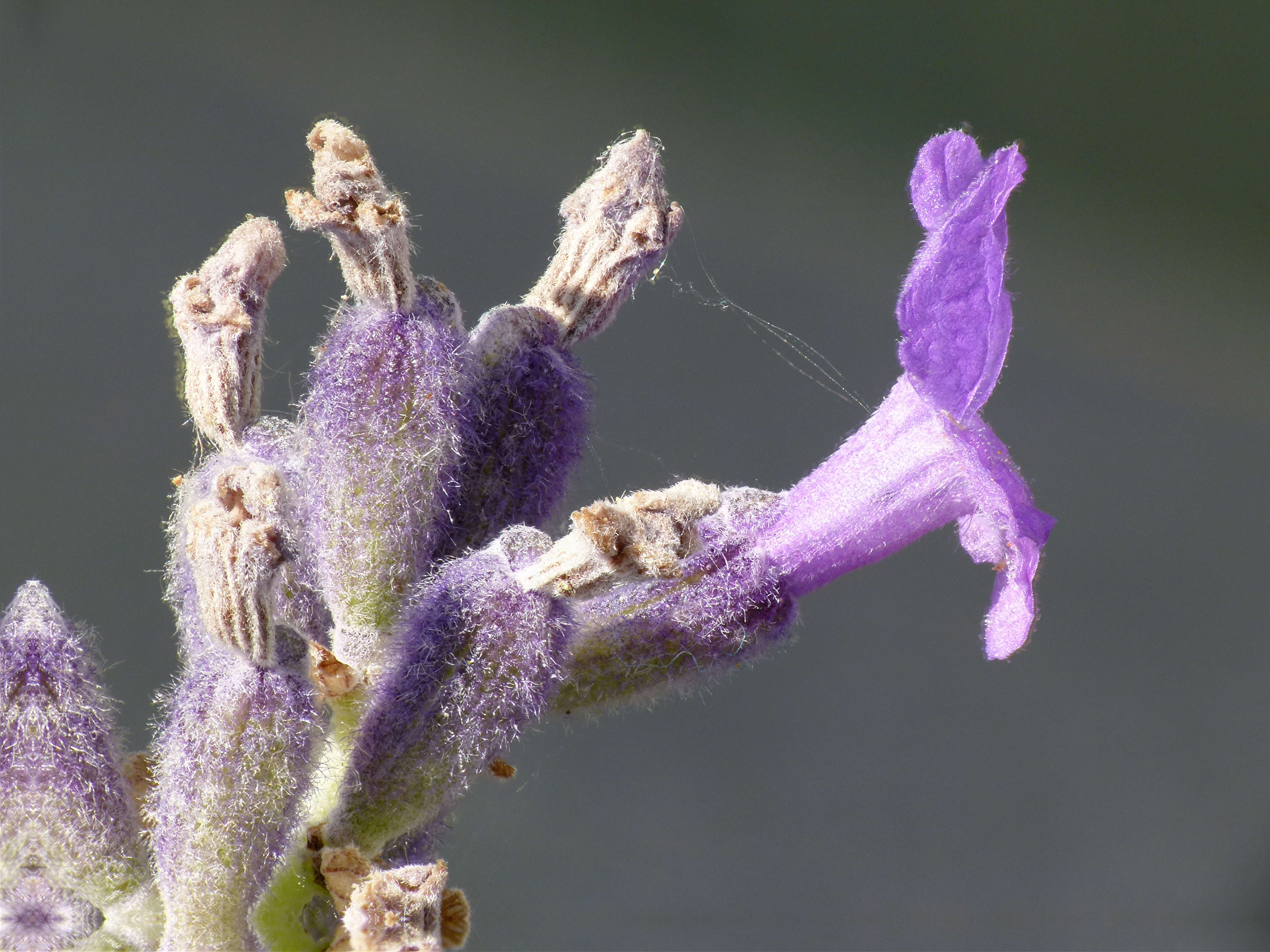 Image of English Lavendar