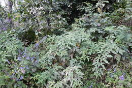 Слика од Rubus crataegifolius Bunge