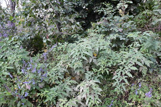 Image of Rubus crataegifolius Bunge