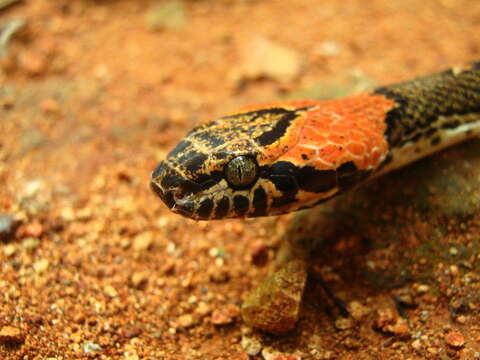 Image of Uribe's False Cat-eyed Snake