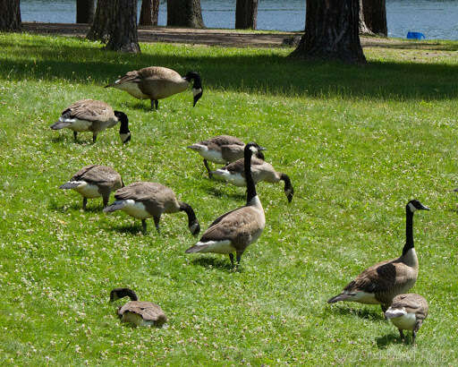 Image of Hawaiian goose