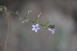 Image of Plumbago pulchella Boiss.