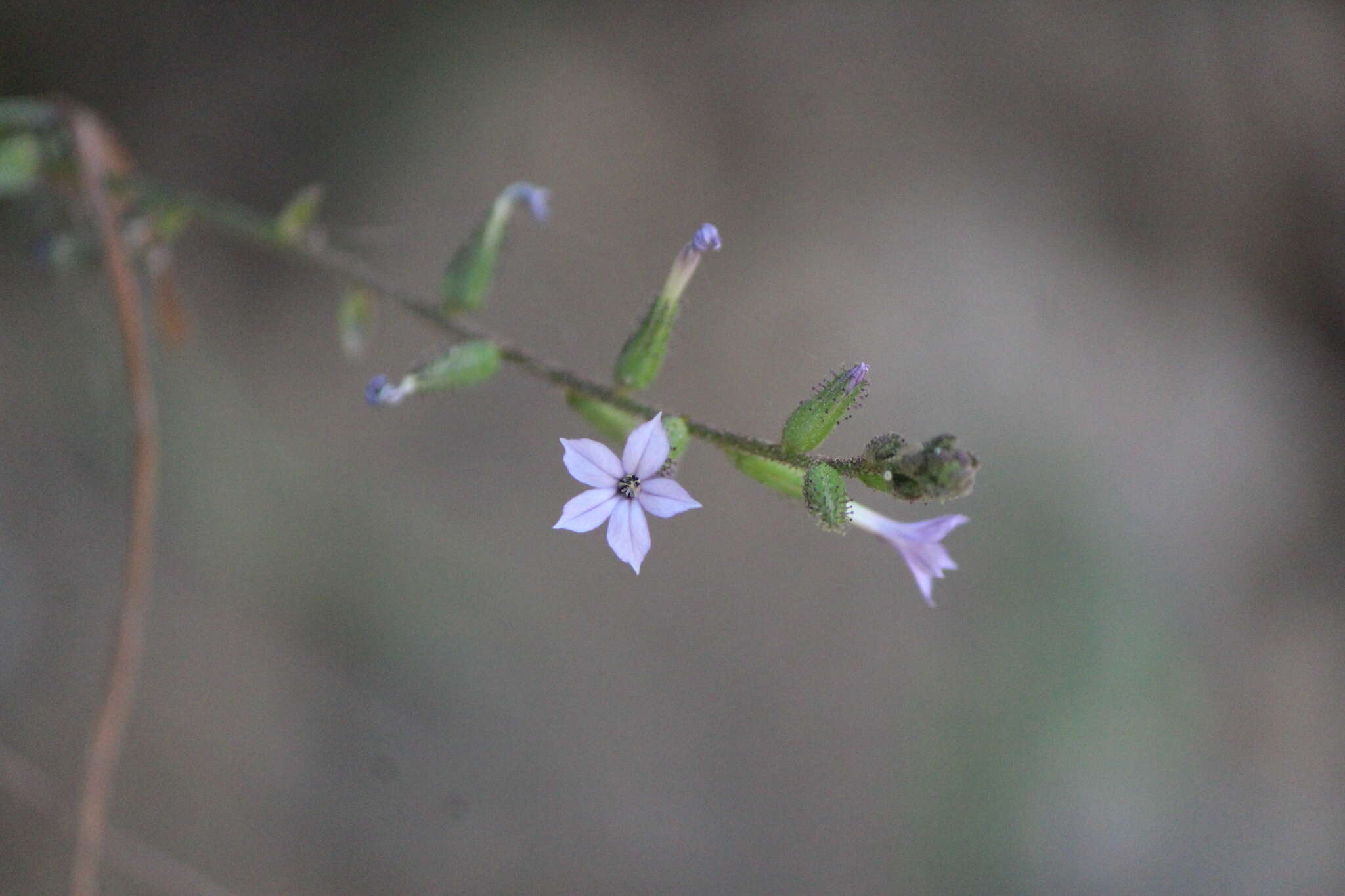 Image of Plumbago pulchella Boiss.