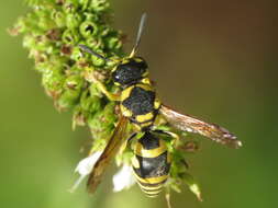 Image of Antepipona deflenda (S. Saunders 1853)