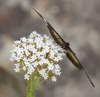 Image de Acraea esebria Hewitson 1861