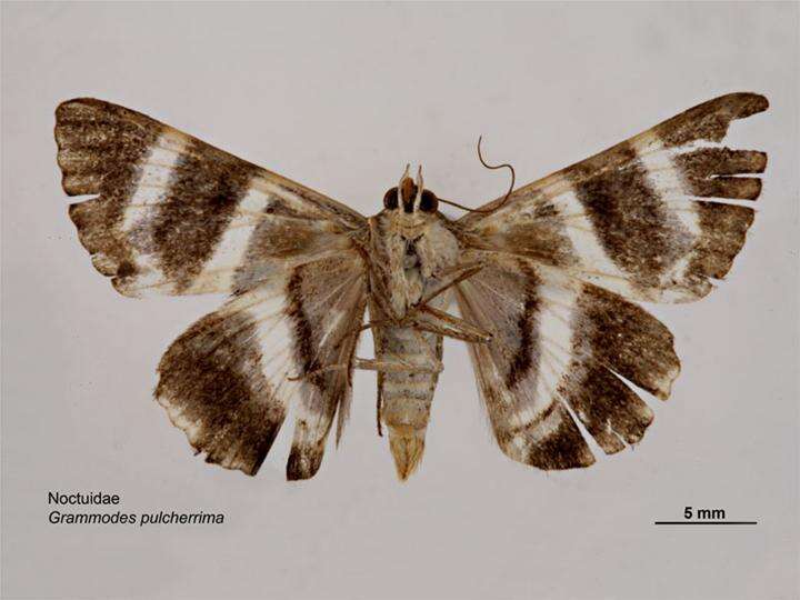 صورة Grammodes pulcherrima Lucas 1892