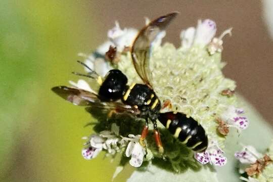 Plancia ëd Ectemnius decemmaculatus (Say 1823)