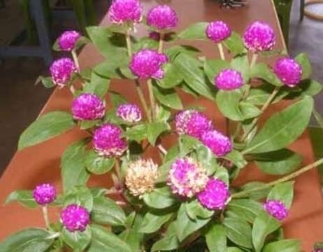 Image of Globe Amaranth