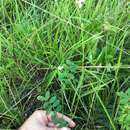 Image of spiked hoarypea