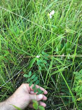 Image of spiked hoarypea