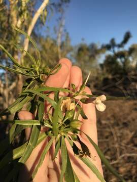 Image of Eremophila bignoniiflora (Benth.) F. Muell.